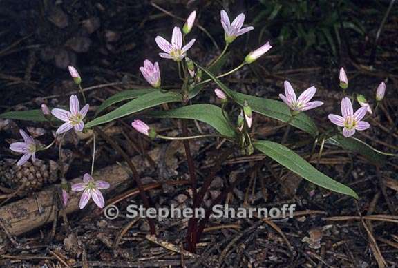 claytonia lanceolata 1 graphic